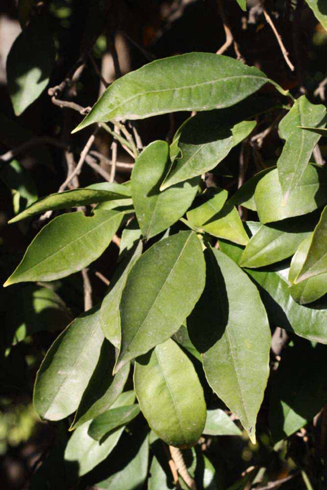            Sun leaves (Riverside, CA)   
